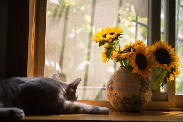 cat and flowers