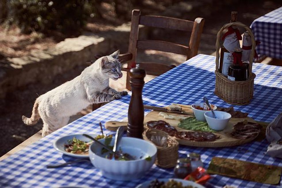 5 Tips for Choosing the Healthiest Cat Foods