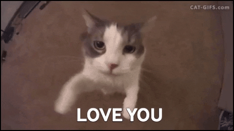 cat i love you