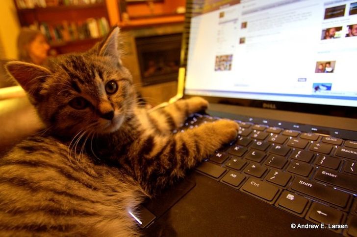 cat using computer on facebook