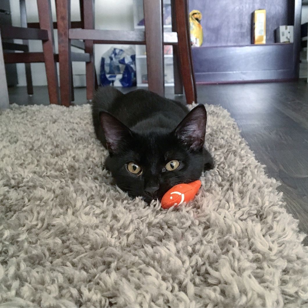 cat with a toy