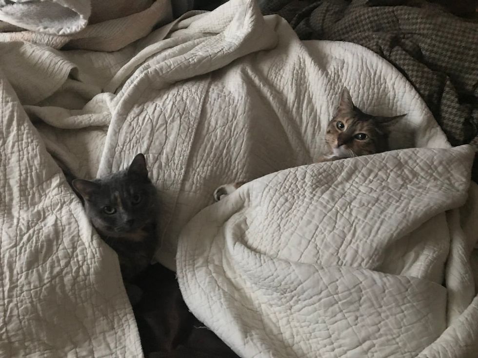 cats in a blanket