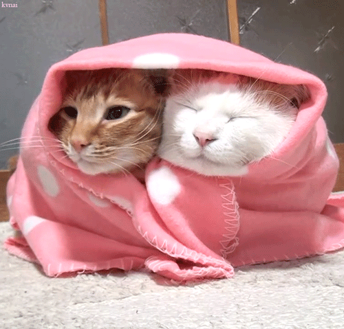 Cats in blanket