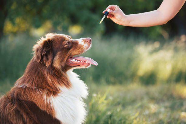 CBD Oil for Dogs