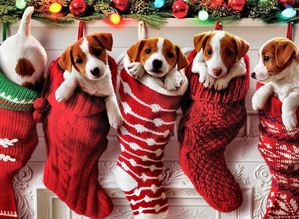Christmas puppies