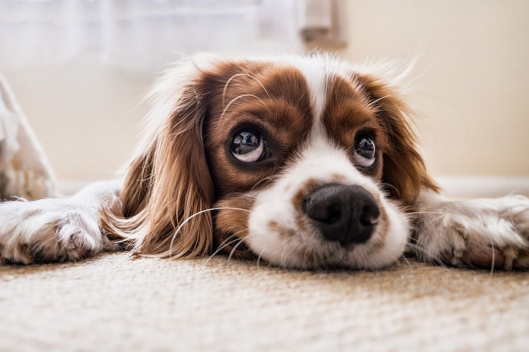 Close-up of a dog laying on the floor.