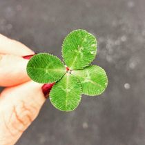About Four Leaf Clovers - Reasons For Finding A Clover With Four
