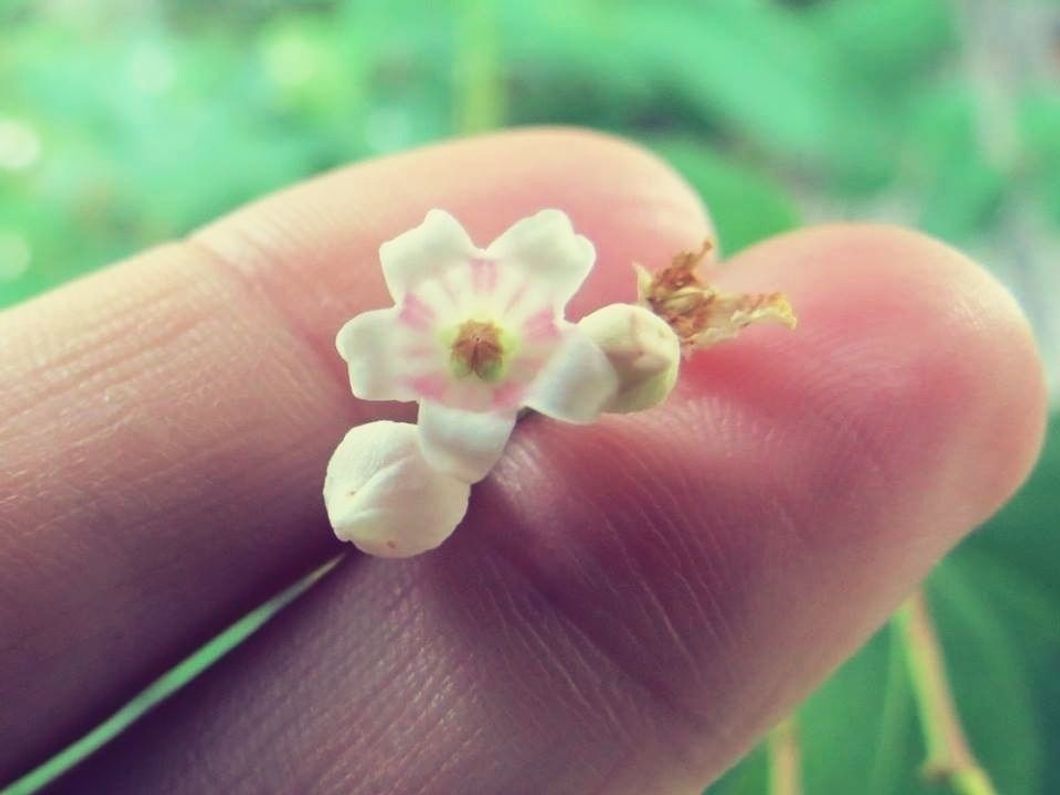 closeup of pink rose