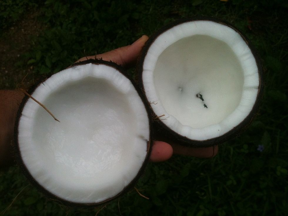 coconuts