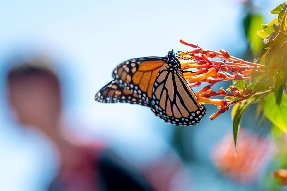 The Monarch Migration Is An Inspiration To Recreate A Nostalgic Elementary School Project