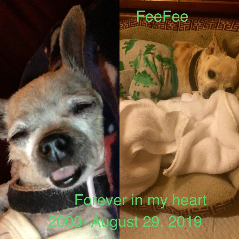 Collage I made in memory of FeeFee.