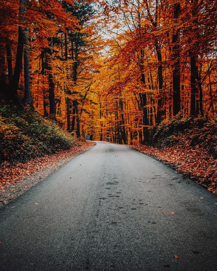 concrete road among autumn forest with bright orange leaves