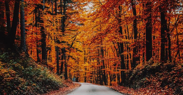 Concrete road in forest