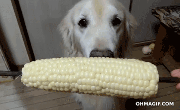 Corn GIF