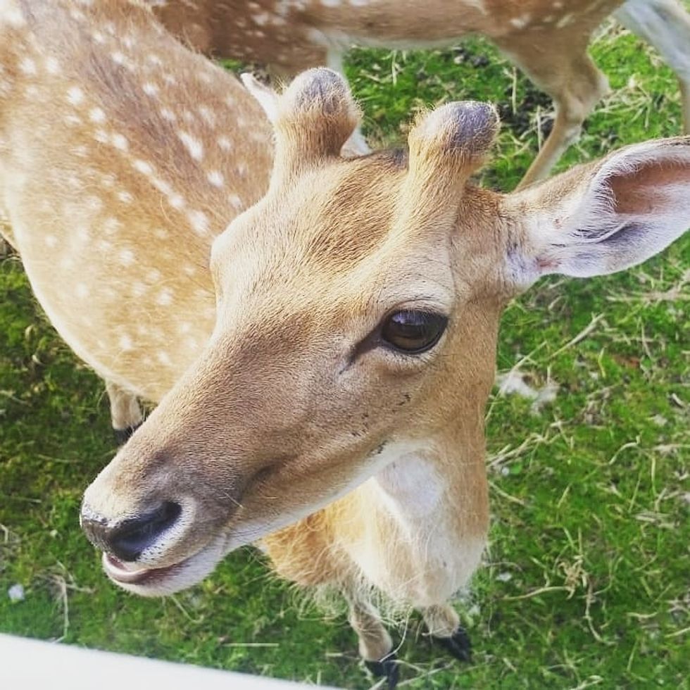 Deer