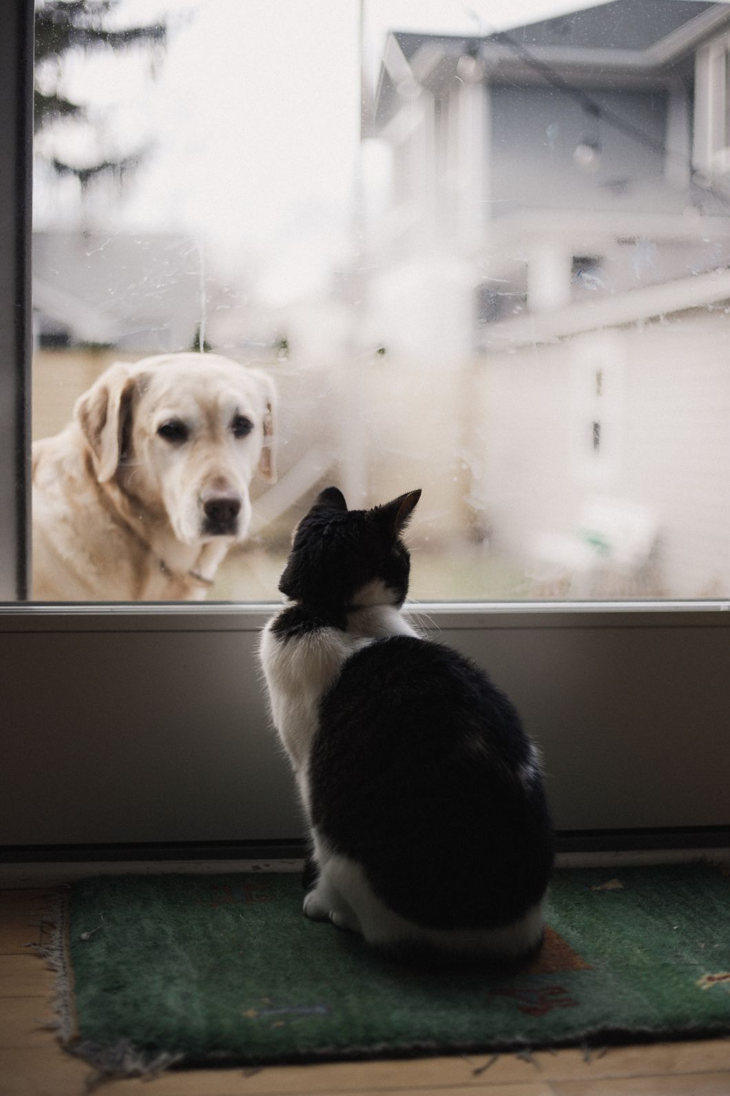 dog and a cat