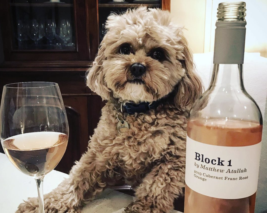 Dog and Wine