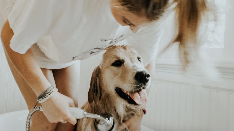 dog in shower