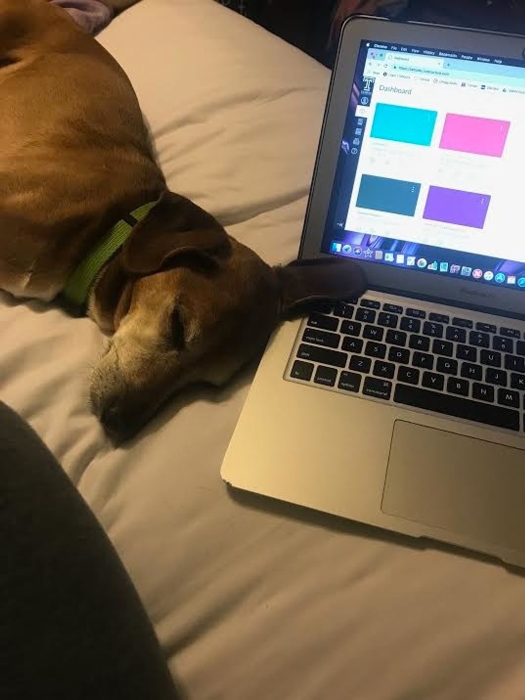 Dog laying on laptop.