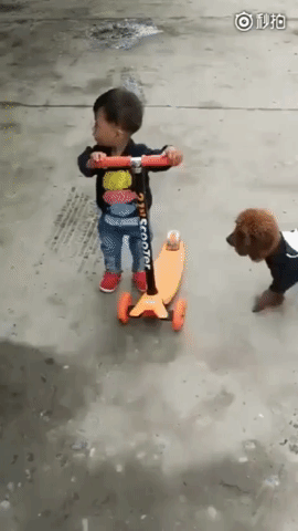 Dog scooting on the street.