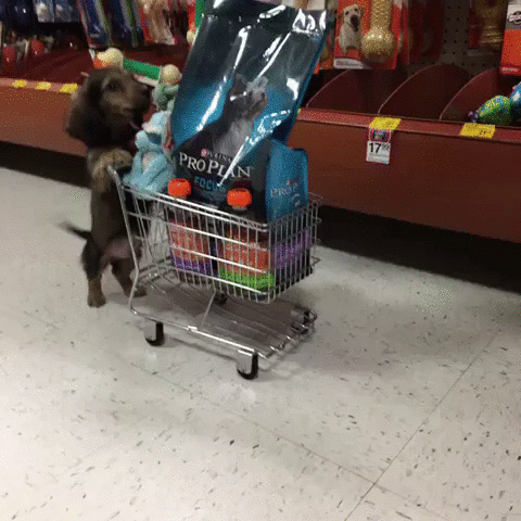 dog shopping