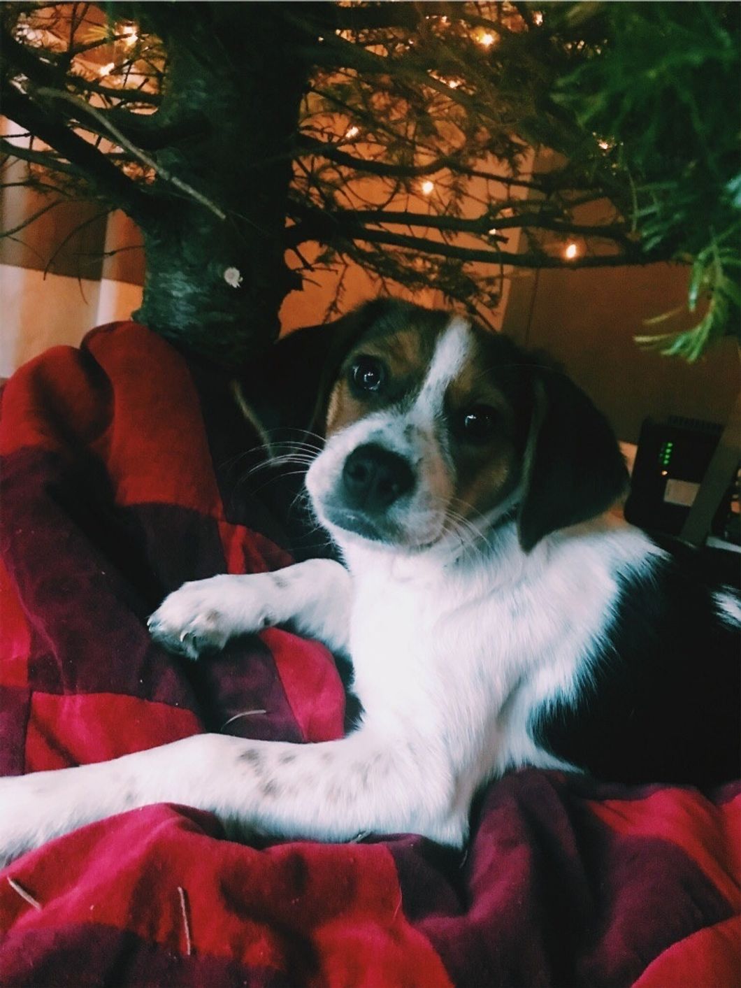 dog sitting under christmas tree