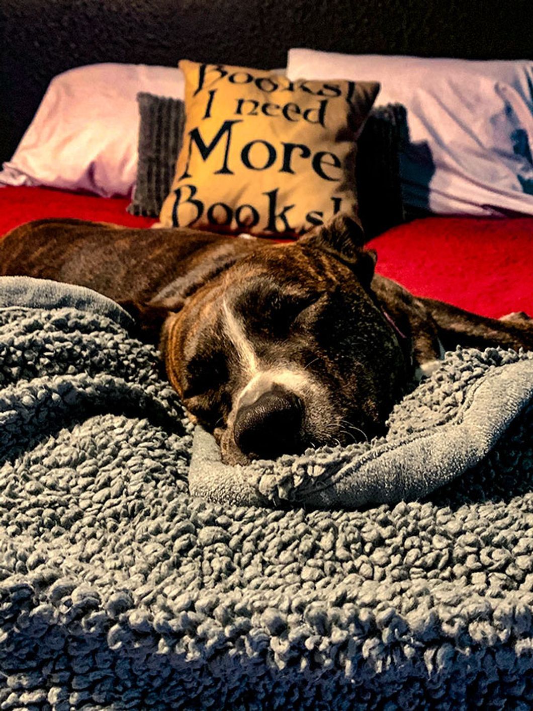 Dog with bristol coat sleeping on blanket