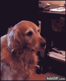 Dog with socks gif