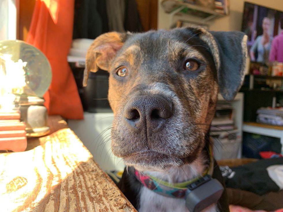 Elliot the Catahoula Puppy