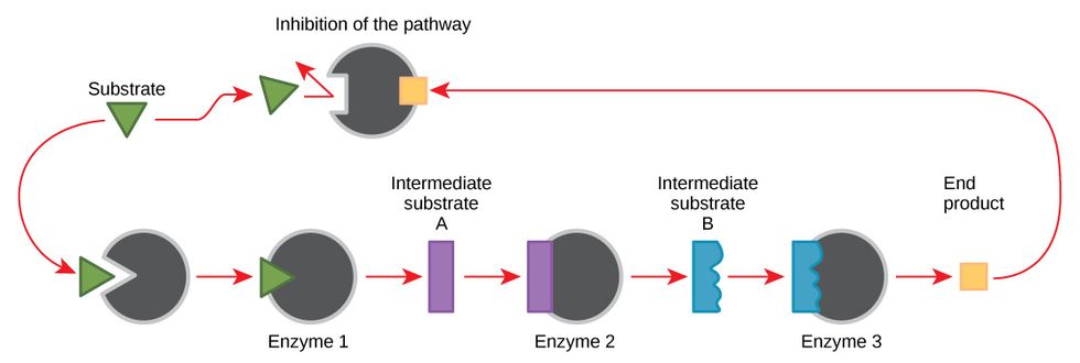 Enzyme Inhibition