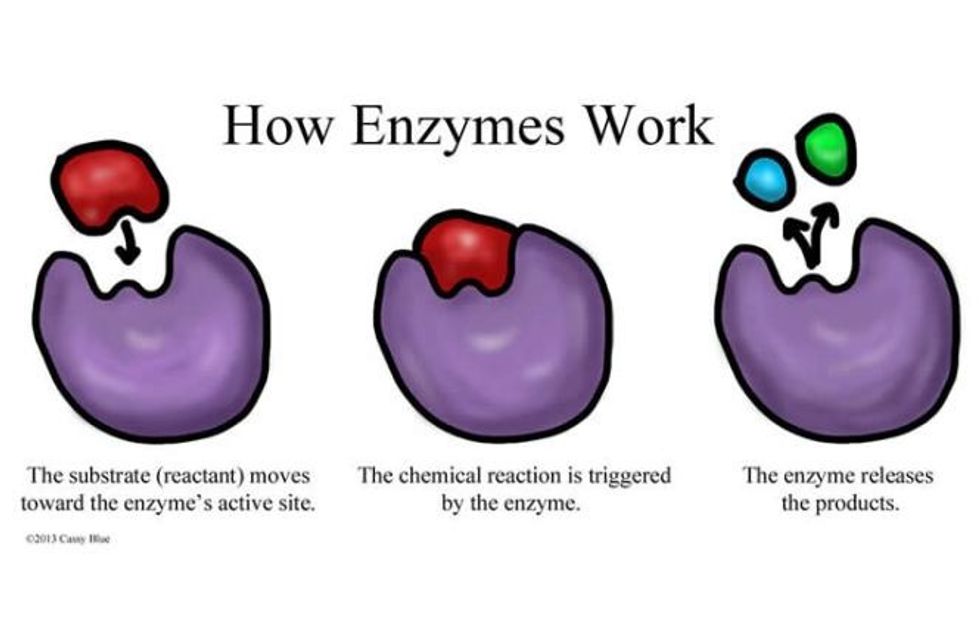 Enzyme