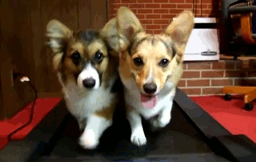 Corgis on Treadmill