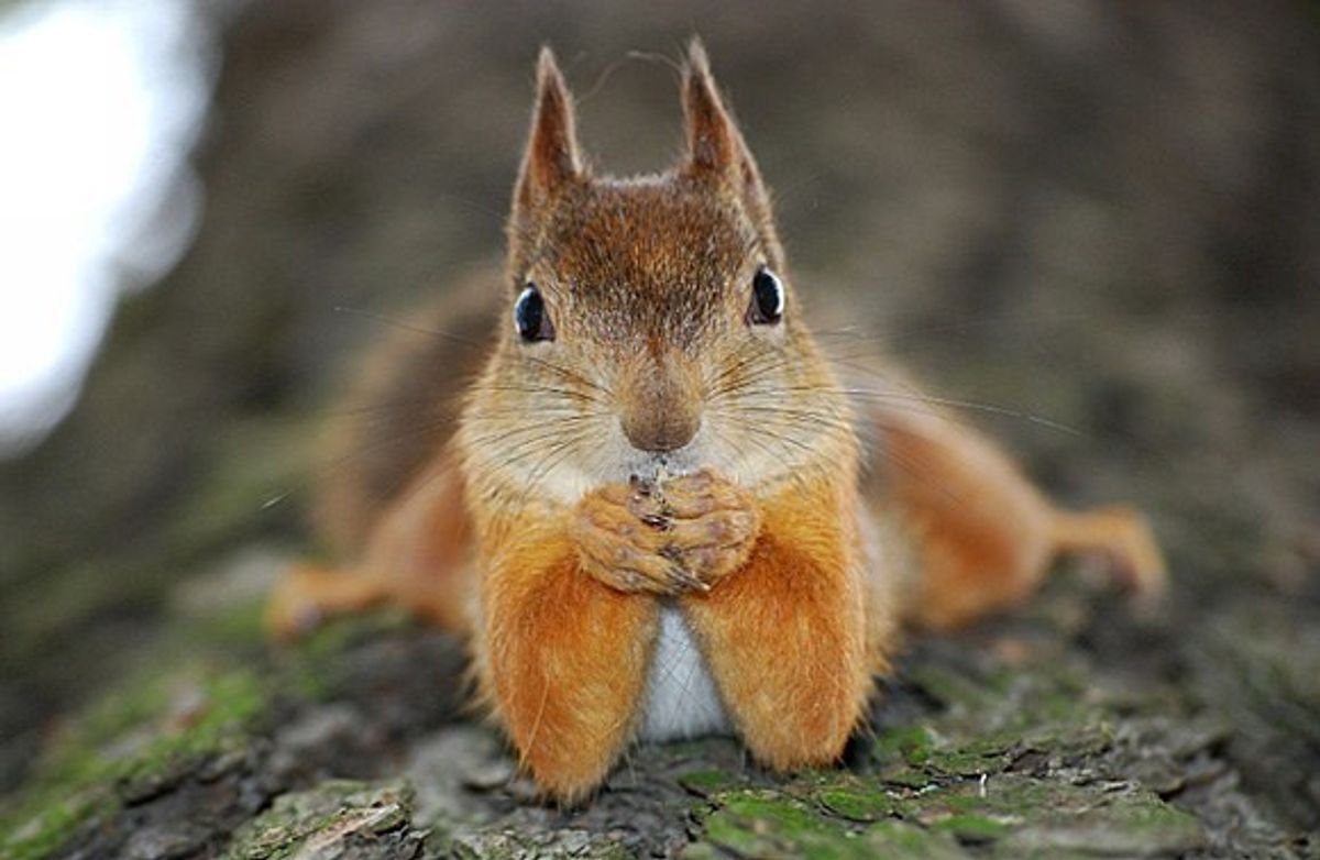 Why A Squirrel Is The Perfect Spirit Animal