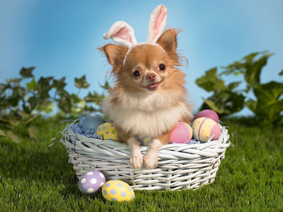 11 Cute Animals Celebrating Easter