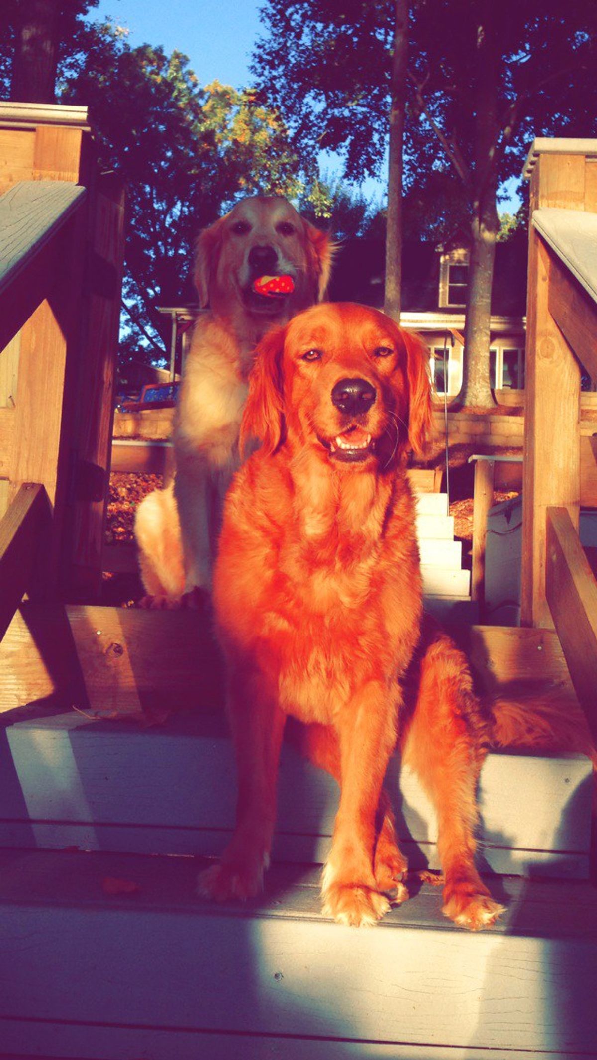 Eight Reasons Why Golden Retrievers Are The Best Dogs