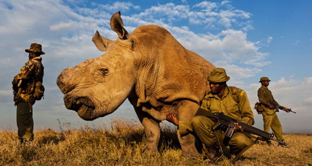 The Last Northern White Male Rhino Left On Earth