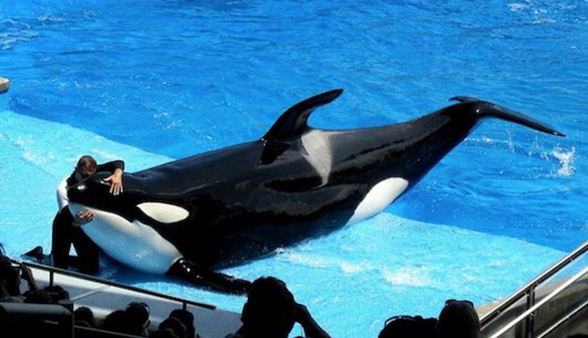 The Case Against "Blackfish"
