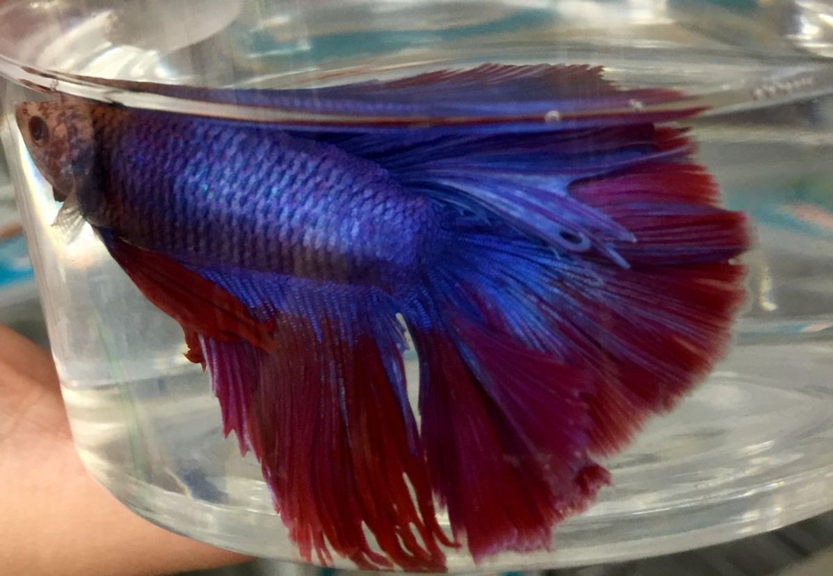 Betta Fish Coloring: The Latest Hair Trend