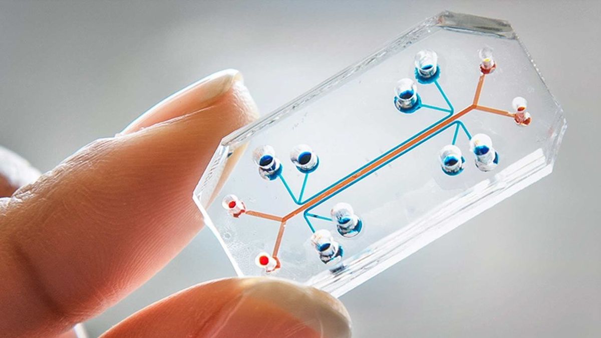 Organs-On-Chips: The Future Of Drug Testing