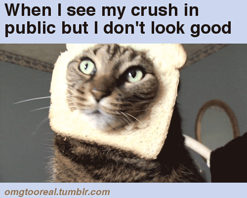 What It's Like Having A Crush As Told By Cats