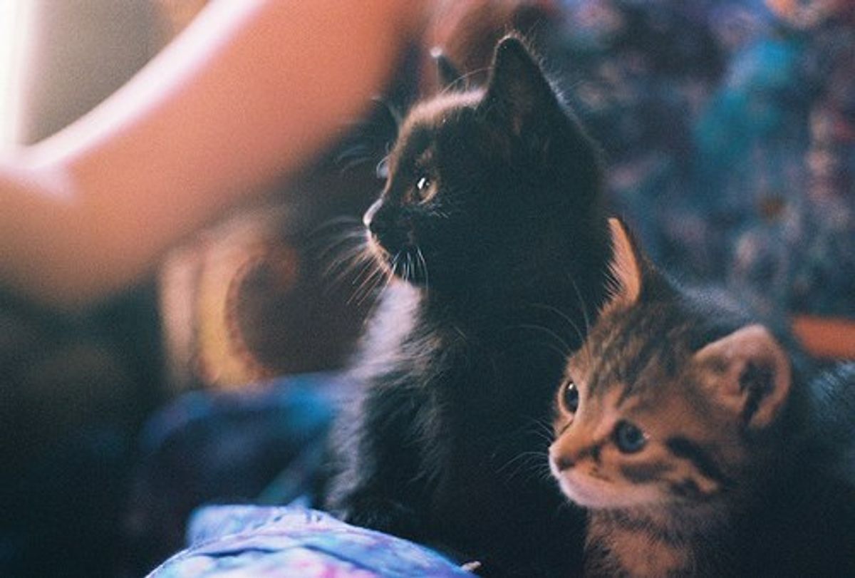 Four Reasons Why it is Acceptable to be a Cat Lady