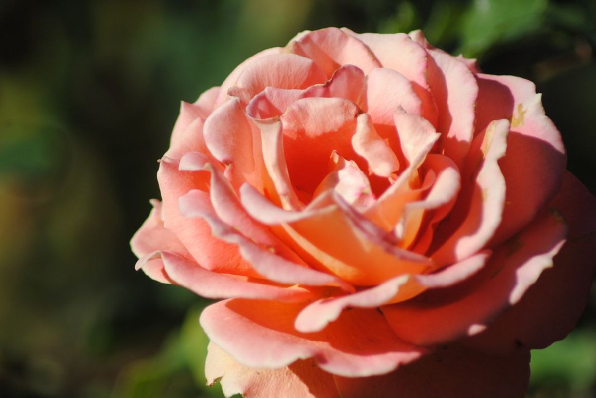 Eros Love Why Does God Allow His People To Pursue Eros? The Odyssey