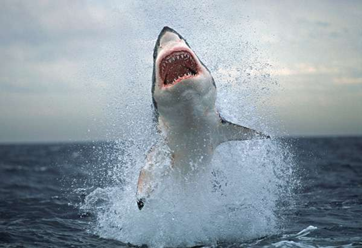 It's Finally Here: "Shark Week" 2015