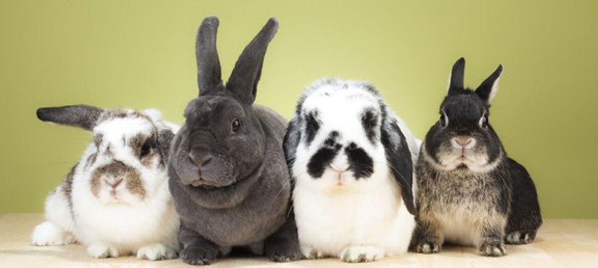 Ten Reasons Rabbits are the Most Underrated Housepets