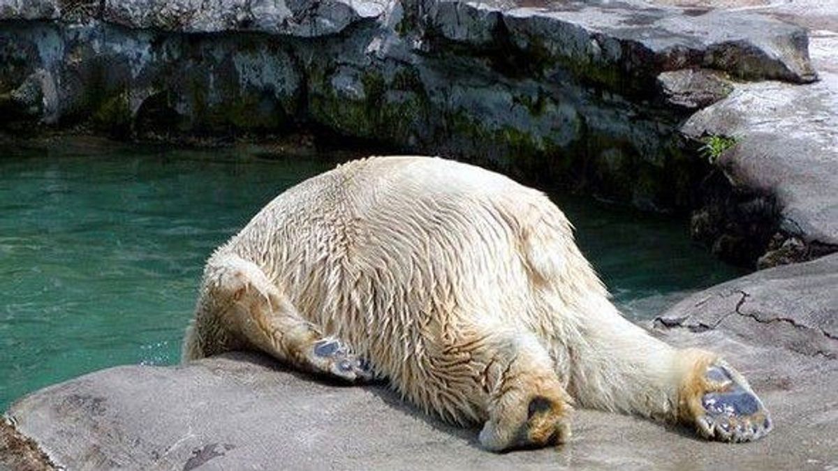 The 7 Stages Of Waking Up As Told By Polar Bears