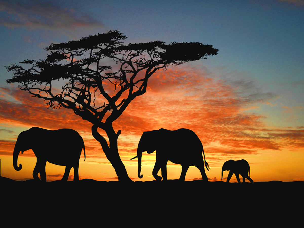 Hunting Nature's Beauty: The Poaching And Hunting Of Wildlife In Africa
