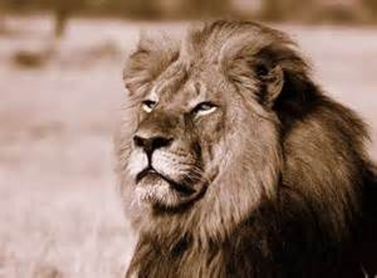 Cecil The Lion: An Unsung Hero