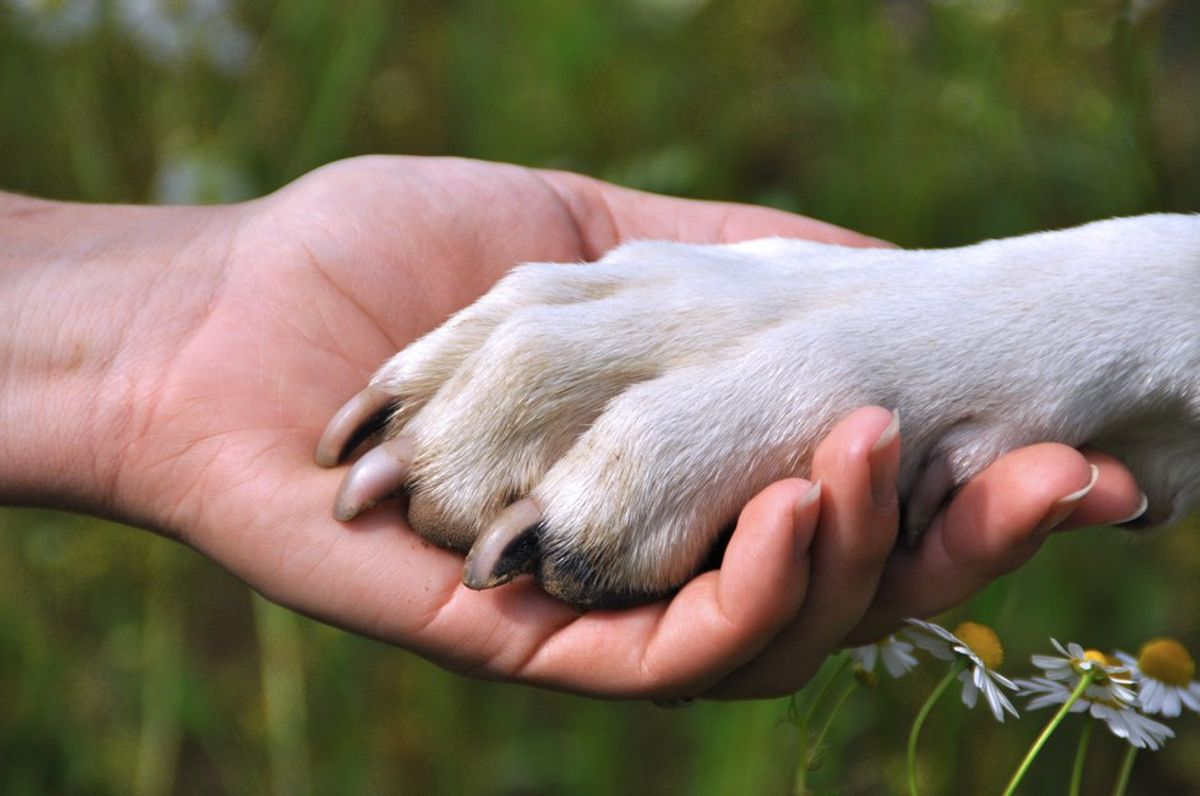 11 Reasons Dogs Truly Are Man's Best Friend