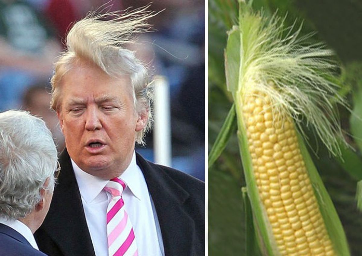 My Opinion on Why an Ear of Corn Would Make a Better President than Donald Trump