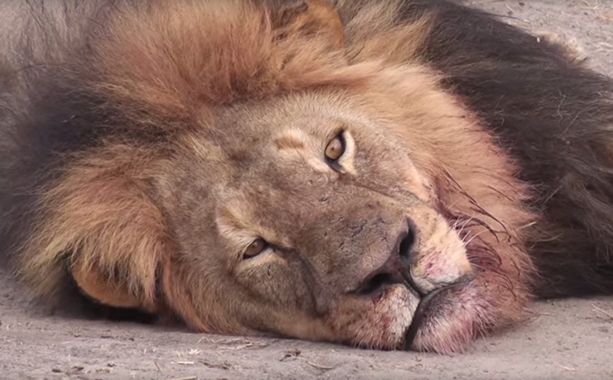 The One Thing Worth Saying About Cecil The Lion